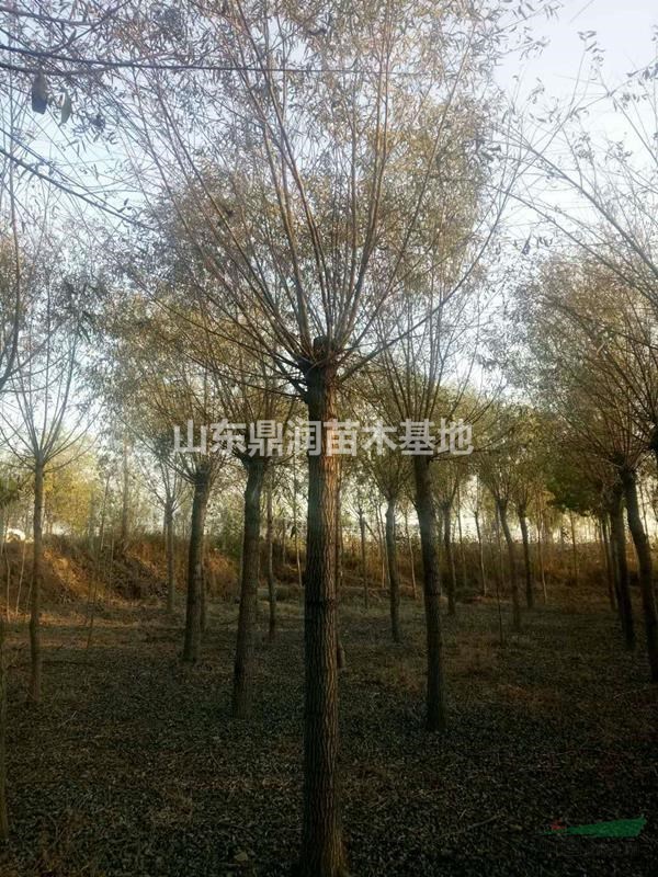 最近11公分垂柳市場行情怎么樣