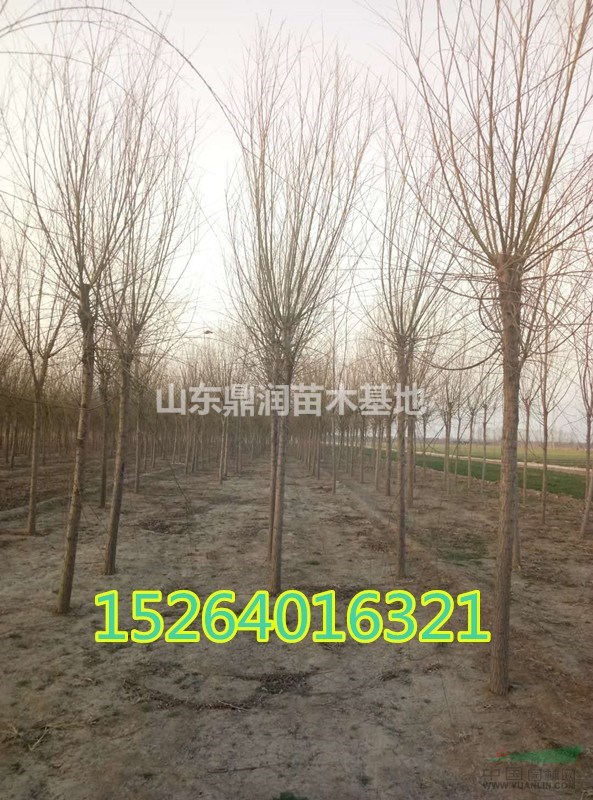 最近11公分垂柳市場行情怎么樣