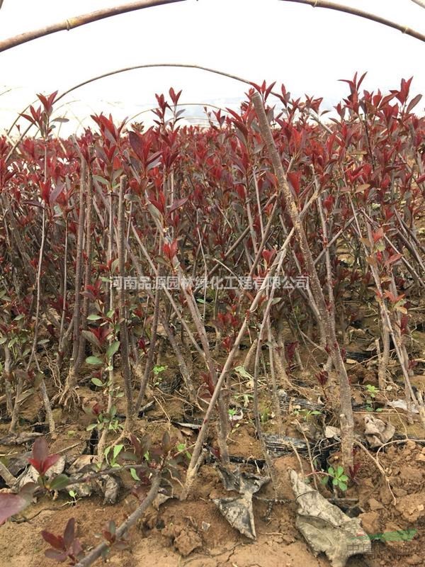 周至縣紫葉矮櫻苗木基地批發(fā) 工程園林綠化景觀苗木 常綠灌木