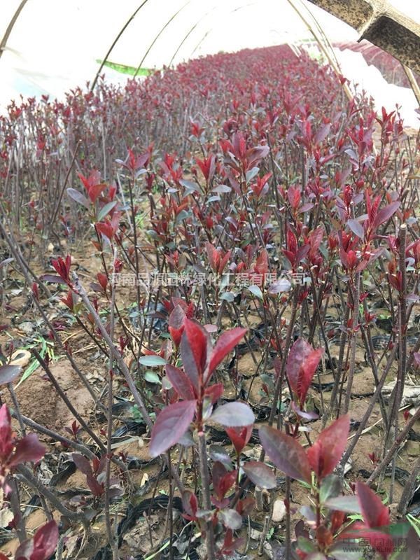 周至縣紫葉矮櫻苗木基地批發(fā) 工程園林綠化景觀苗木 常綠灌木
