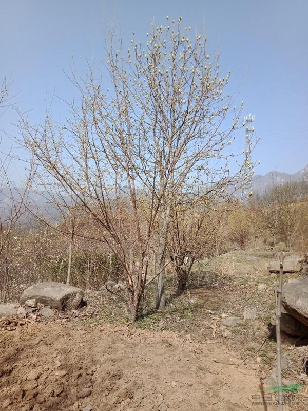 叢生山茱萸