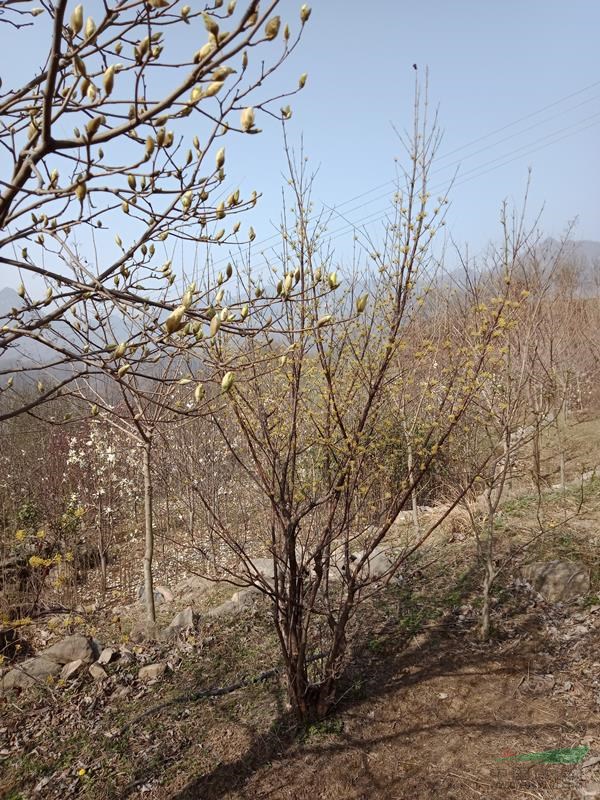 叢生山茱萸
