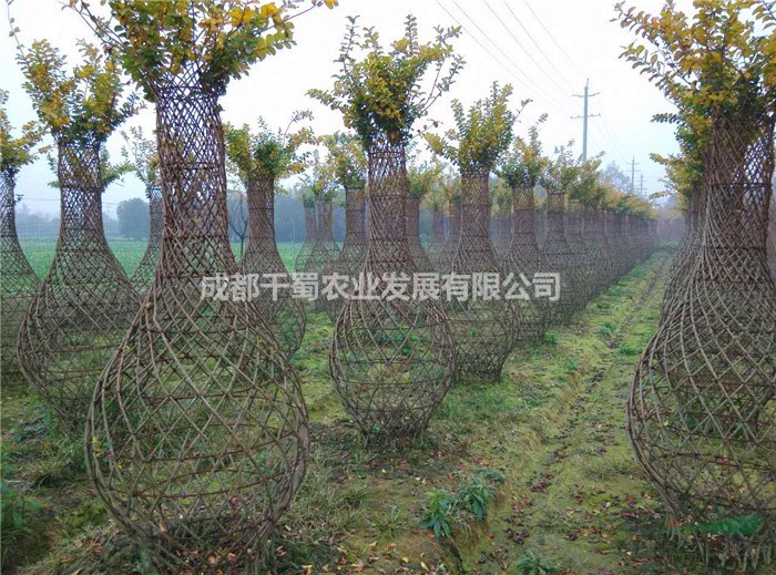 西南紫薇花瓶,高紫薇花瓶,紫薇花瓶樣式,四川紫薇花瓶?jī)r(jià)格