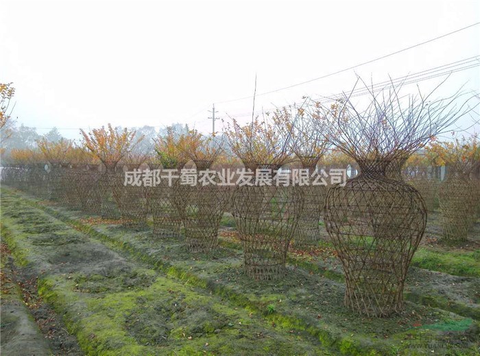 西南紫薇花瓶,高紫薇花瓶,紫薇花瓶樣式,四川紫薇花瓶?jī)r(jià)格