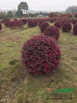 紅花檵木小苗20萬