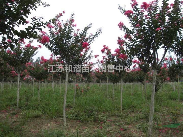 3公分-4公分-5公分紫薇價格