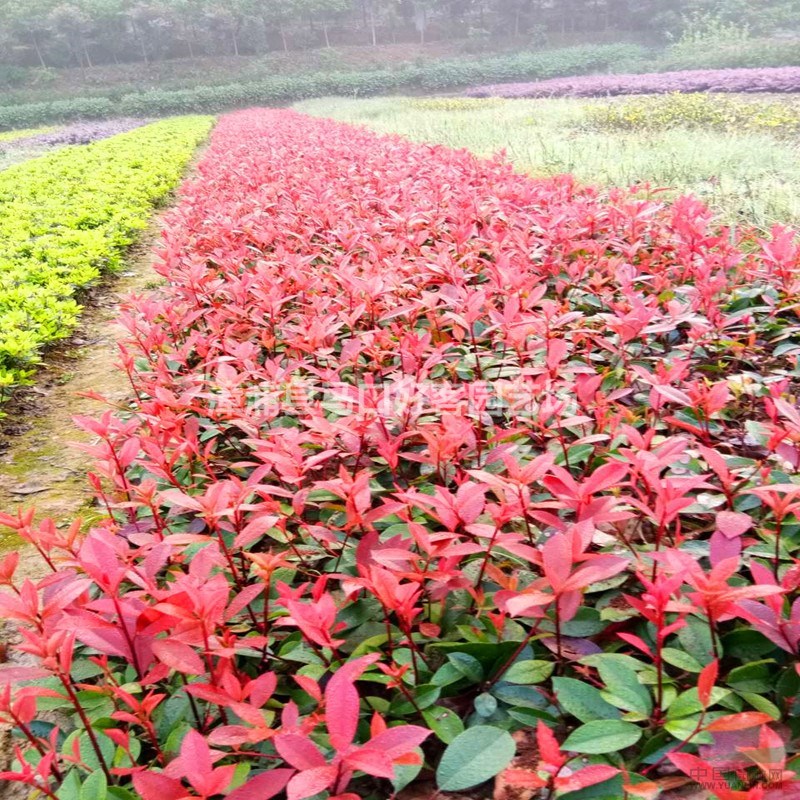 福建漳州紅葉石楠小苗基地大量供應(yīng)  紅葉石楠價格