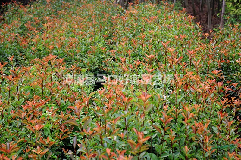 福建漳州红叶石楠小苗大量供应 红叶石楠价格