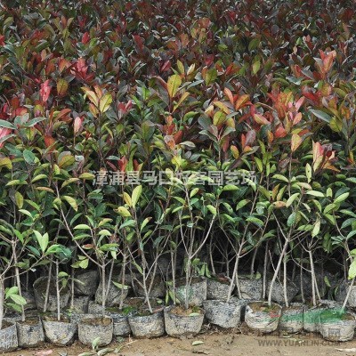 福建漳州红叶石楠小苗大量供应 红叶石楠价格