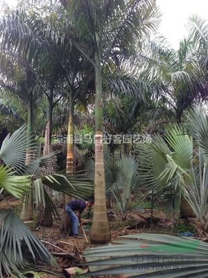 福建漳州大王椰子大量供應 大王椰子價格