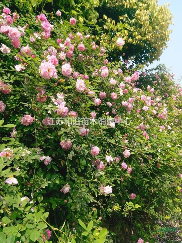 大花薔薇30-40-50公分高大花薔薇產(chǎn)地價格