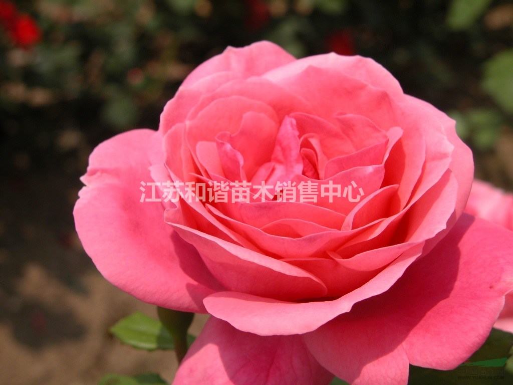 大花薔薇30-40-50公分高大花薔薇產(chǎn)地價格