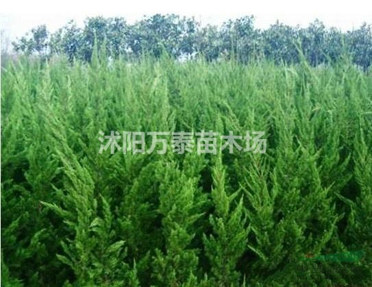 龍柏價(jià)格、龍柏供應(yīng)、龍柏批發(fā)