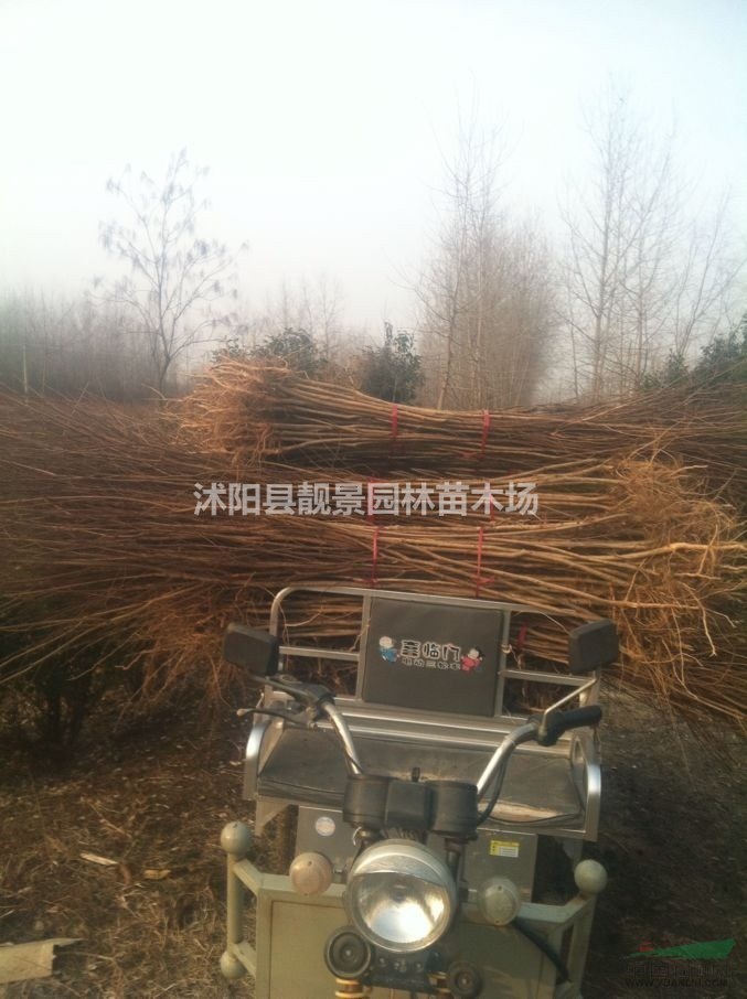 江苏树葡萄xin价格,树葡萄(嘉宝果)基地,树葡萄快递发货,