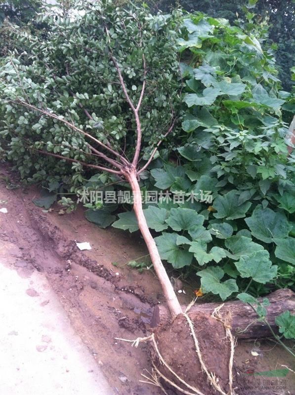 江苏树葡萄xin价格,树葡萄(嘉宝果)基地,树葡萄快递发货,