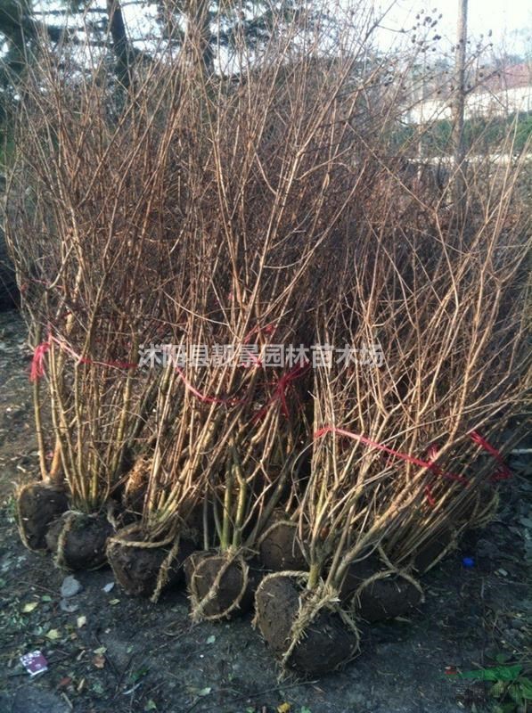 江苏树葡萄xin价格,树葡萄(嘉宝果)基地,树葡萄快递发货,