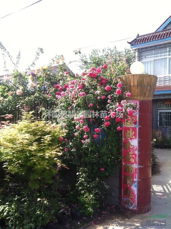 藤本月季新价格,藤本月季带花苞,藤本月季苗快递发货