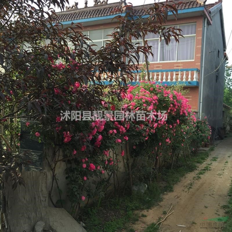 藤本月季新价格,藤本月季带花苞,藤本月季苗快递发货