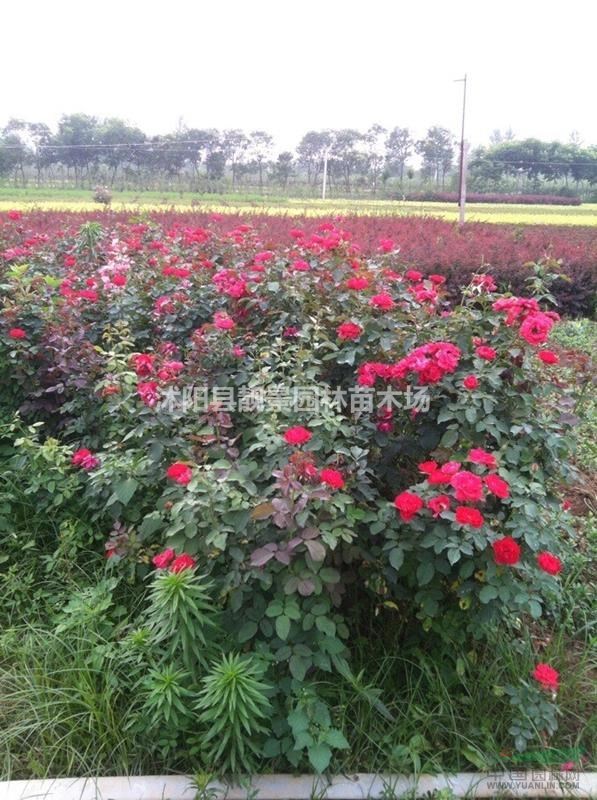 藤本月季新价格,藤本月季带花苞,藤本月季苗快递发货