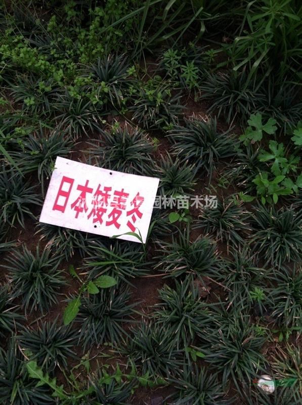 日本矮麦冬新价格,日本矮麦冬沙土培育,日本矮麦冬草快递发货
