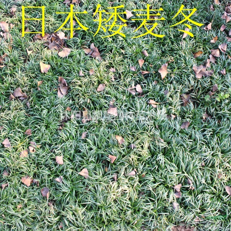 日本矮麦冬新价格,日本矮麦冬沙土培育,日本矮麦冬草快递发货