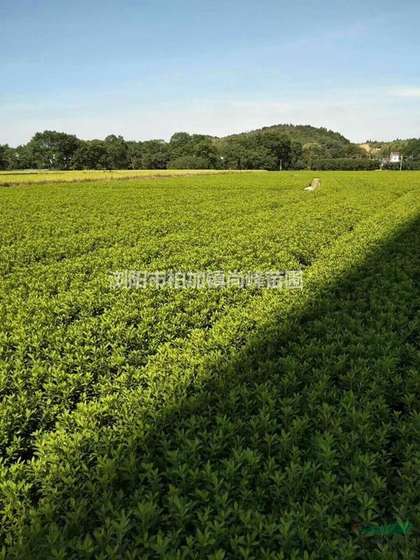湖南[產(chǎn)品]/湖南杜鵑價格/報價