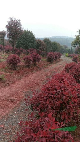 高桿紅葉石楠樹，紅葉石楠球