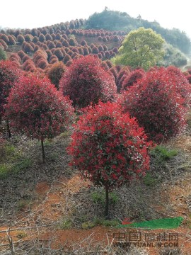 高桿紅葉石楠樹，紅葉石楠球