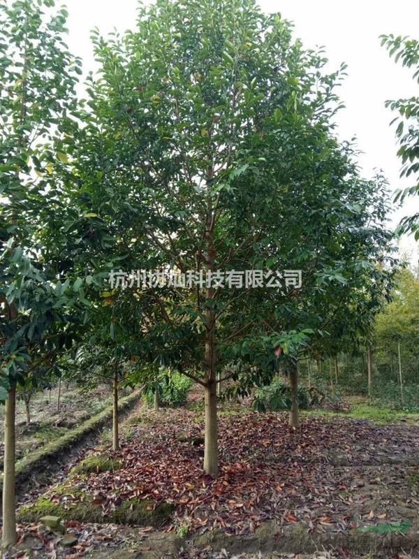 供深山含笑及沙樸無患子欒樹有售