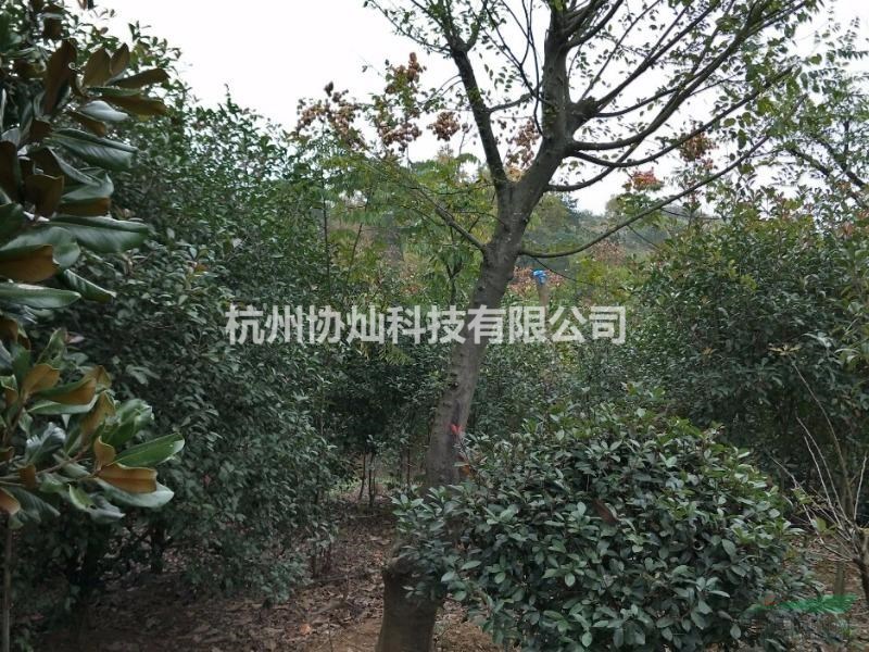 供深山含笑及沙樸無患子欒樹有售