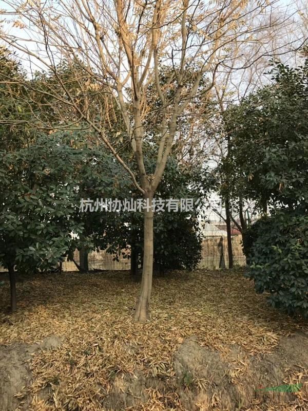 供深山含笑及沙樸無患子欒樹有售