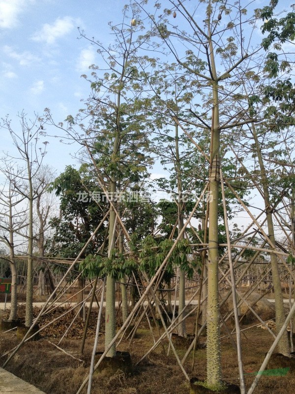 福建漳州美麗異木棉美人樹基地各種規(guī)格大量批發(fā)供應