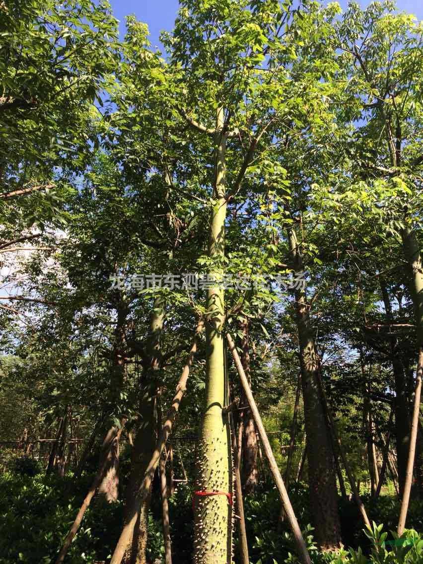 福建漳州美麗異木棉美人樹基地各種規(guī)格大量批發(fā)供應