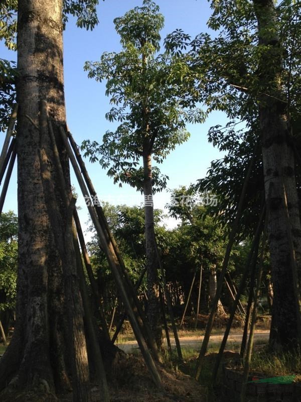 福建漳州木棉基地各種規(guī)格大量批發(fā)供應  自家貨源