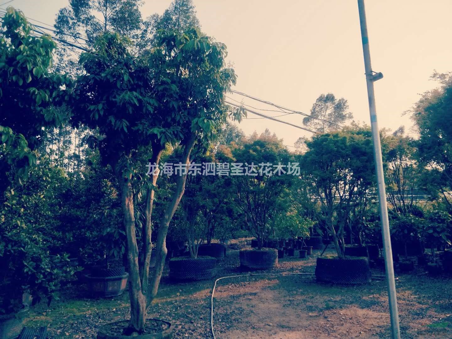 福建漳州樹(shù)葡萄嘉果寶基地各種規(guī)格大量批發(fā)供應(yīng)