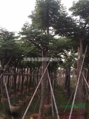 福建漳州臺灣欒樹基地各種規(guī)格大量批發(fā)供應(yīng) 自家貨源，無中介