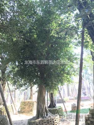 福建漳州小葉榕基地各種規(guī)格大量批發(fā)供應  自家貨源，無中介