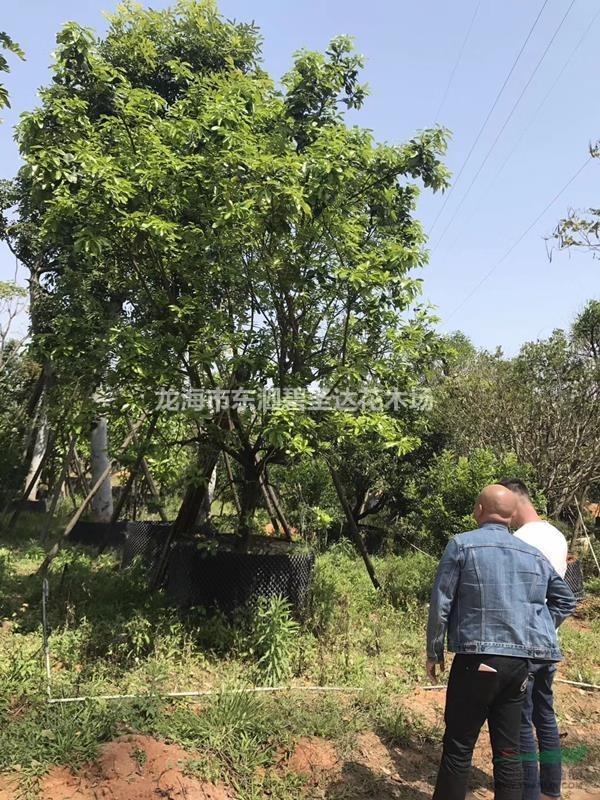 福建漳州柚子樹基地各種規(guī)格大量批發(fā)供應(yīng) 自家貨源，無中介