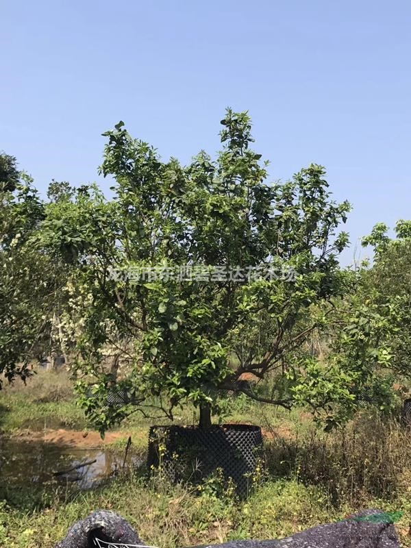 福建漳州柚子樹基地各種規(guī)格大量批發(fā)供應(yīng) 自家貨源，無中介