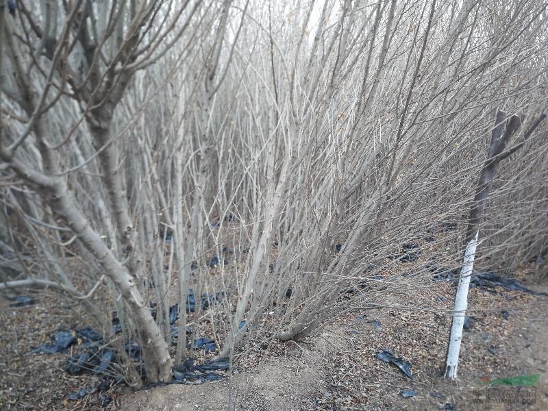 山東臨沂叢生木槿出售