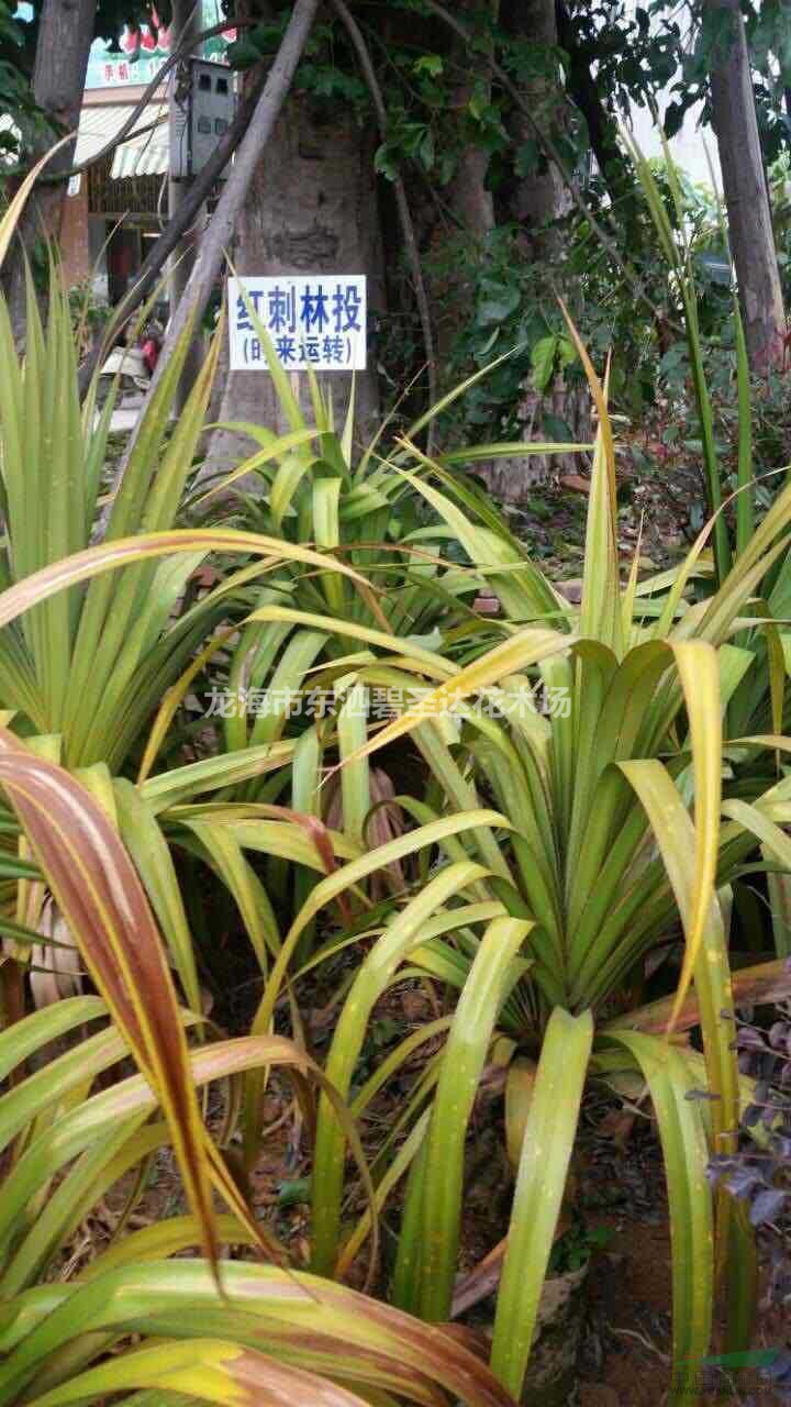 福建漳州紅刺林投基地各種規(guī)格大量批發(fā)供應(yīng)  自家貨源，無中介