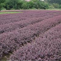 福建漳州紅花繼木基地各種規(guī)格大量批發(fā)供應(yīng) 自家貨源，無中介