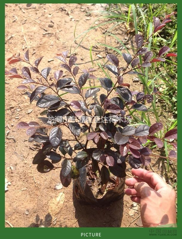 福建漳州紅花繼木基地各種規(guī)格大量批發(fā)供應(yīng) 自家貨源，無中介