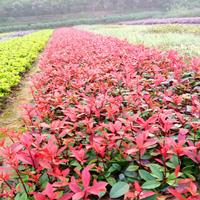 福建漳州紅葉石楠基地各種規(guī)格大量批發(fā)供應(yīng) 自家貨源，無中介