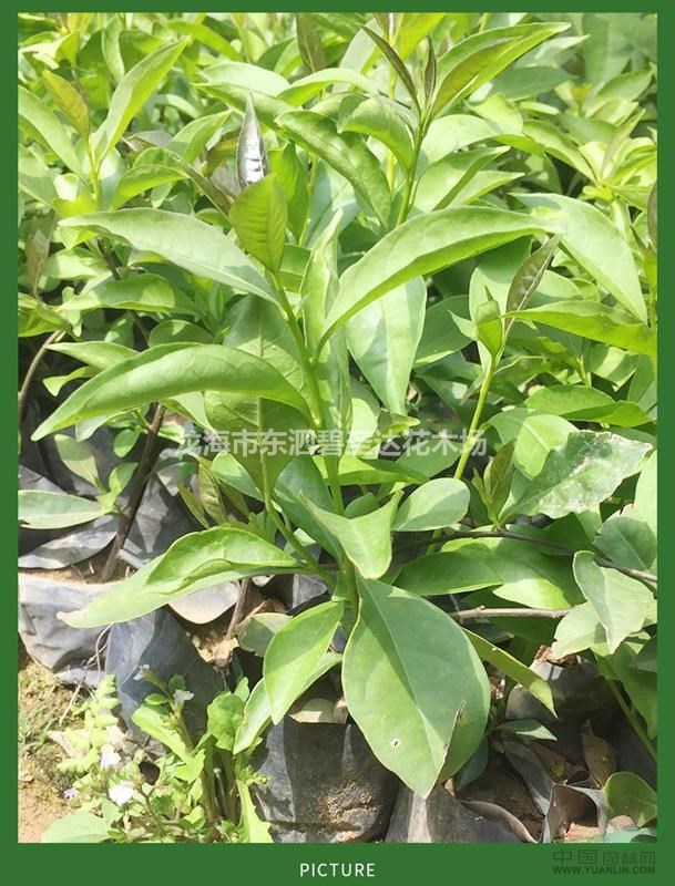 福建漳州鴛鴦茉莉雙色茉莉各種規(guī)格大量批發(fā)供應(yīng) 自家貨