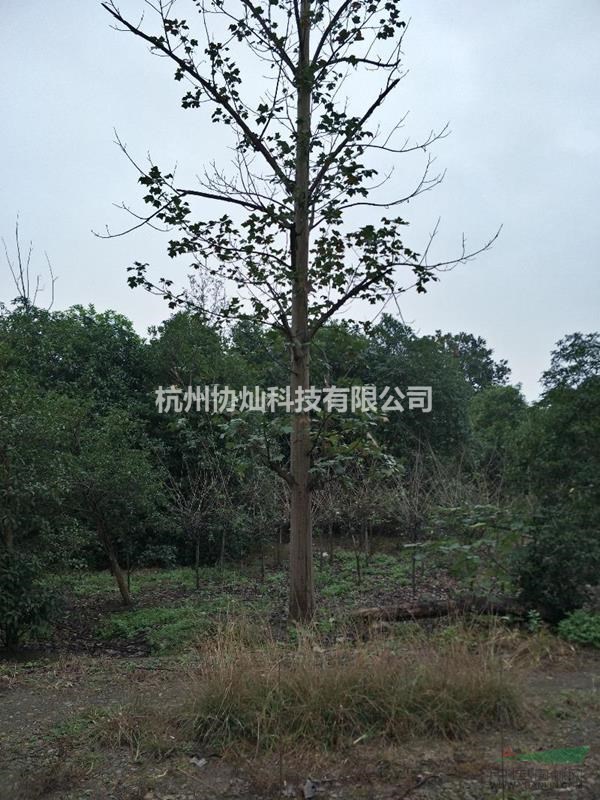 供應20公分馬褂木兩支