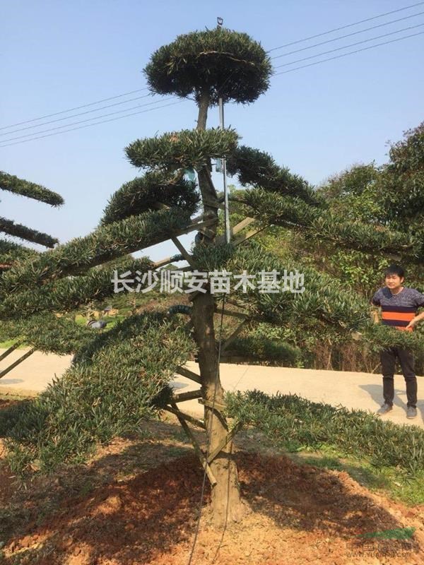 湖南地區(qū)供應(yīng)8到30公分造型羅漢松