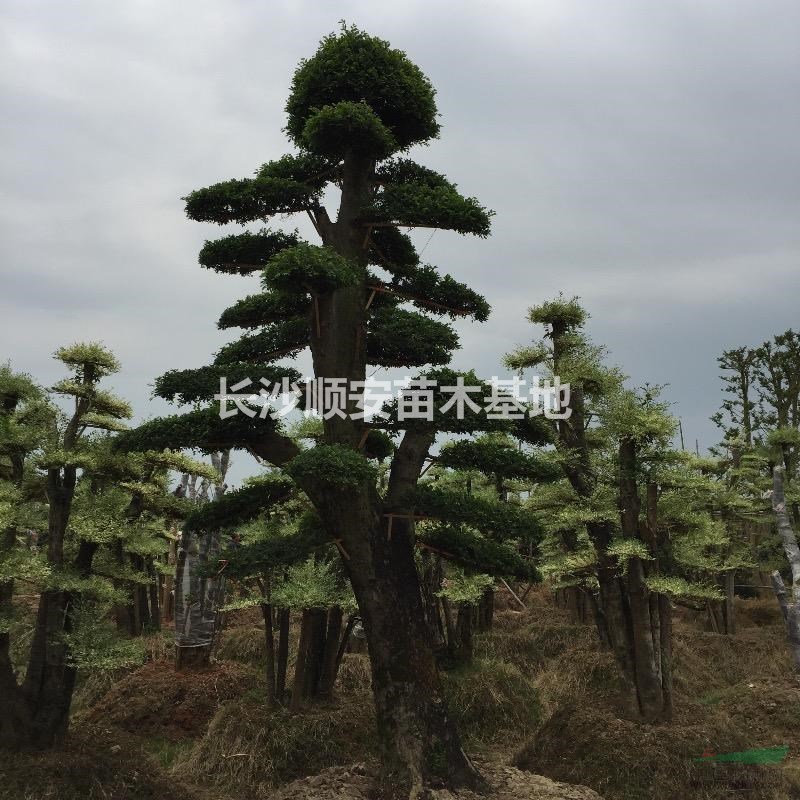 湖南地區(qū)供應(yīng)15到60公分造型榆樹(shù)