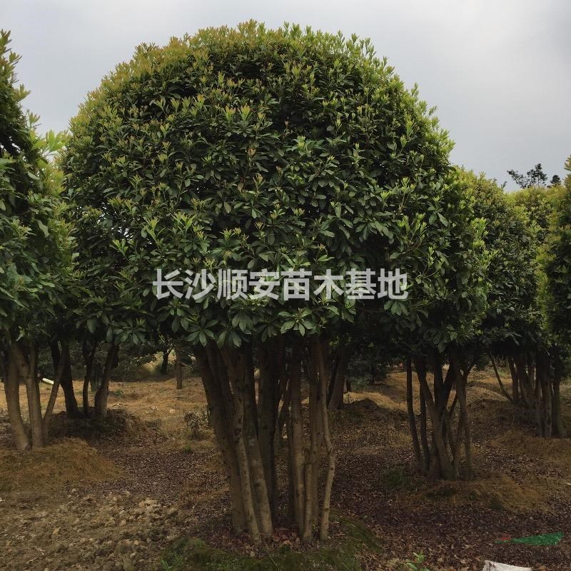 湖南地區(qū)供應(yīng)精品楊梅