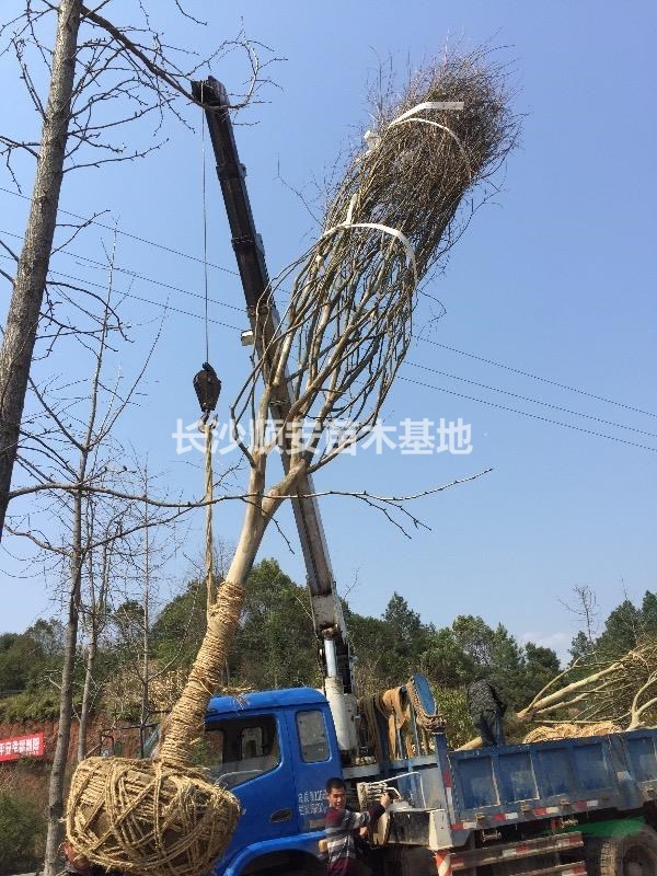 湖南地區(qū)供應(yīng)紫薇